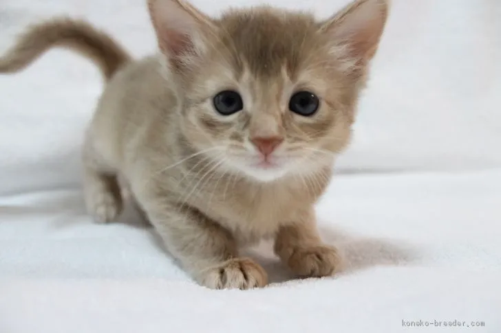 ID:2101-01837の子猫