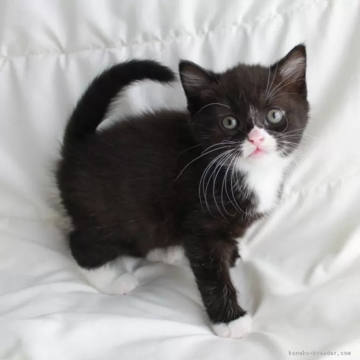 ID：2405-01551の子猫