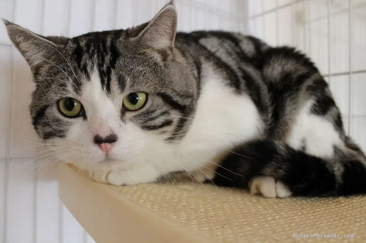 ID：2007-02042の子猫