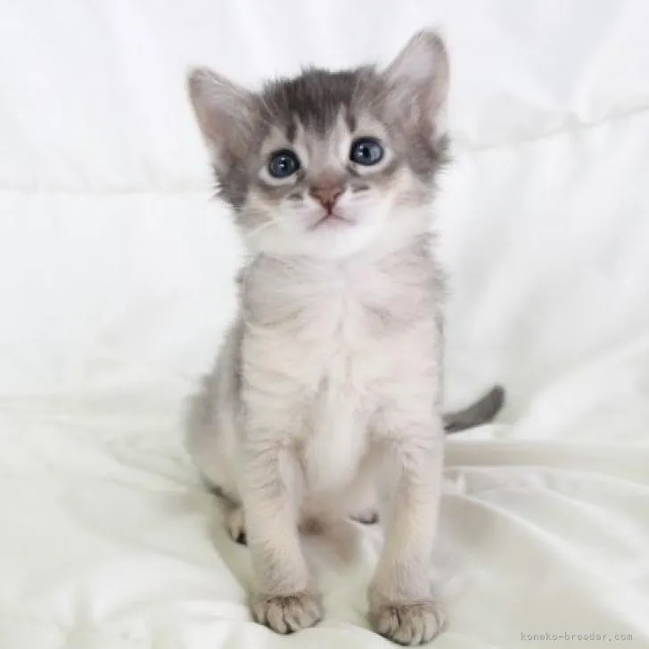 ID：2209-01024の子猫
