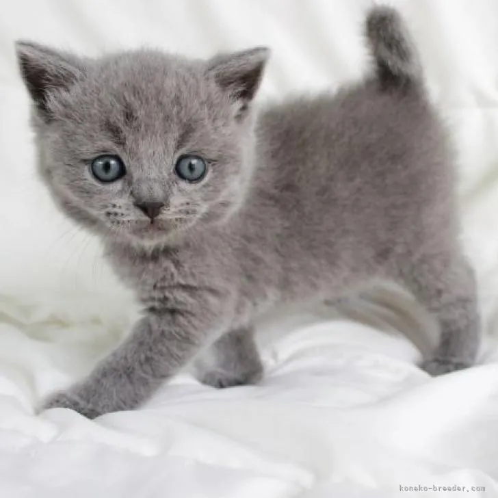 ID：2207-02057の子猫