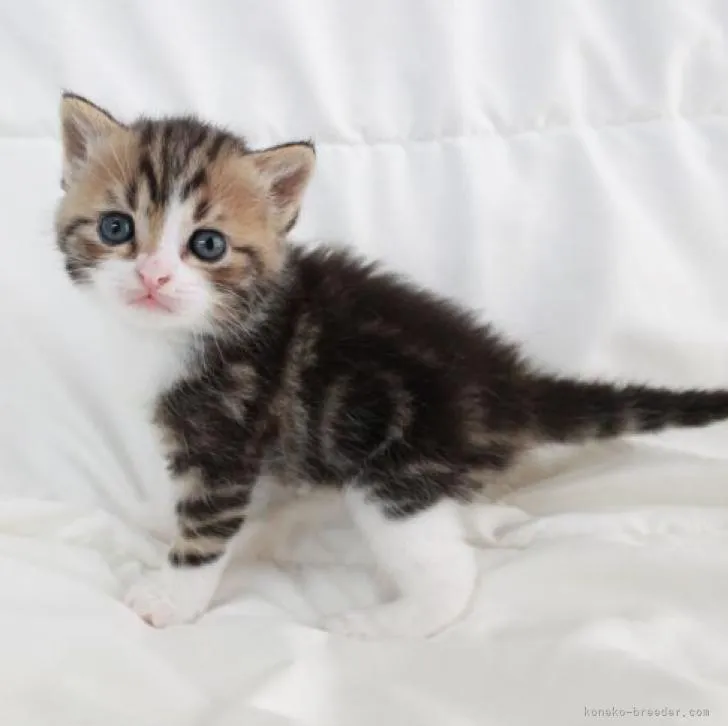 ID：2209-01055の子猫