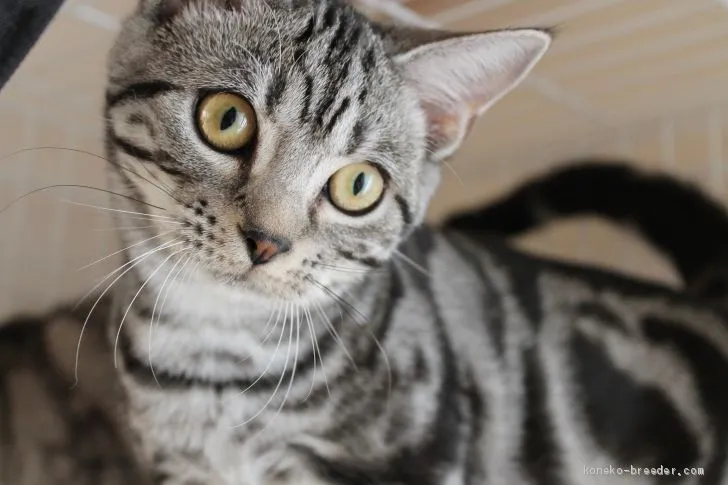 ID：2010-01739の子猫