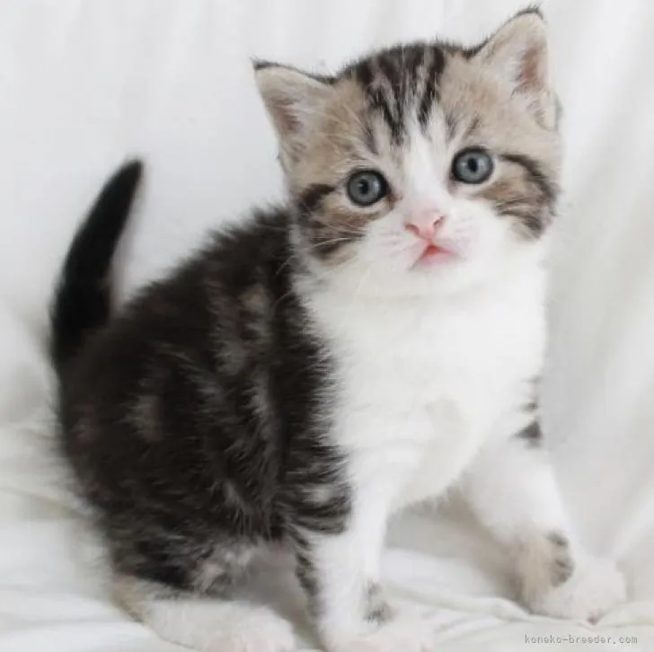 ID:2207-01122の子猫