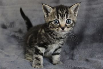 スコティッシュフォールド(立ち耳)【和歌山県・男の子・2021年4月18日・ブラウンタビー】の写真「可愛いお顔の男の子✨」