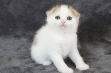 スコティッシュフォールド【和歌山県・女の子・2022年5月8日・キャリコ】の写真「まんまるお顔の女の子🐾」