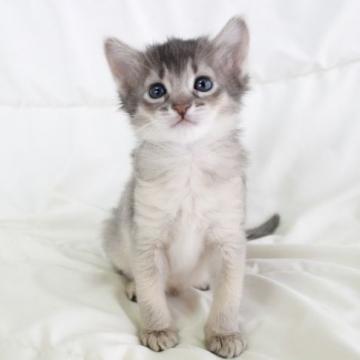 ソマリ【和歌山県・男の子・2022年8月11日・ブルー（ロング）】の写真「可愛いお顔の男の子🌸」