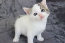 みんなの猫図鑑 スコティッシュフォールド みんなの猫図鑑 スコティッシュフォールド