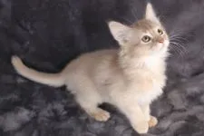 ソマリ【和歌山県・男の子・2020年12月26日・フォーン】の写真3