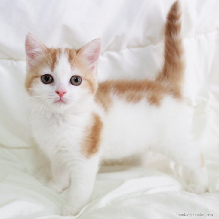 ブリーダー画像