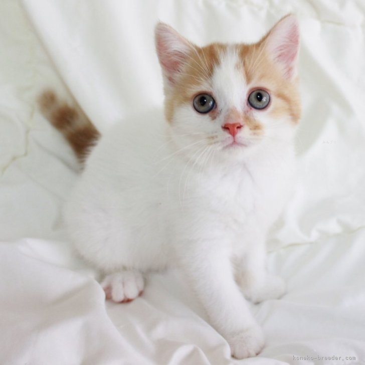 ブリーダー画像