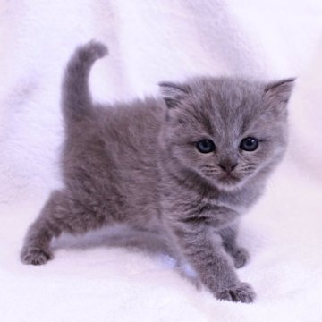 ブリティッシュショートヘア