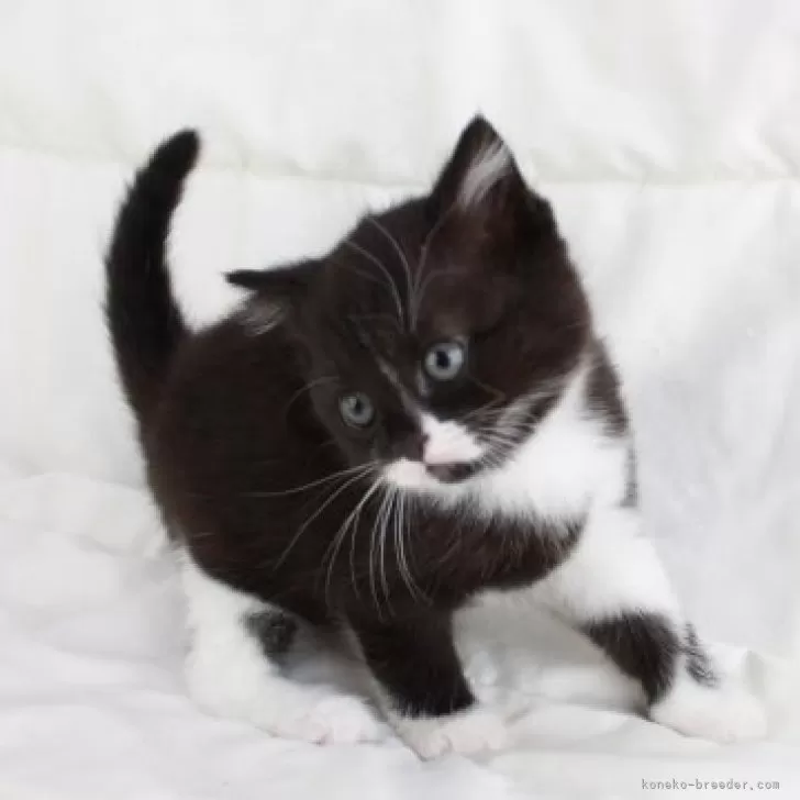 Richaros　セーラー風猫耳 Richaros セーラー風猫耳