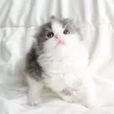 スコティッシュフォールド(折れ耳)【和歌山県・男の子・2025年3月21日・ブルーホワイト】の写真4