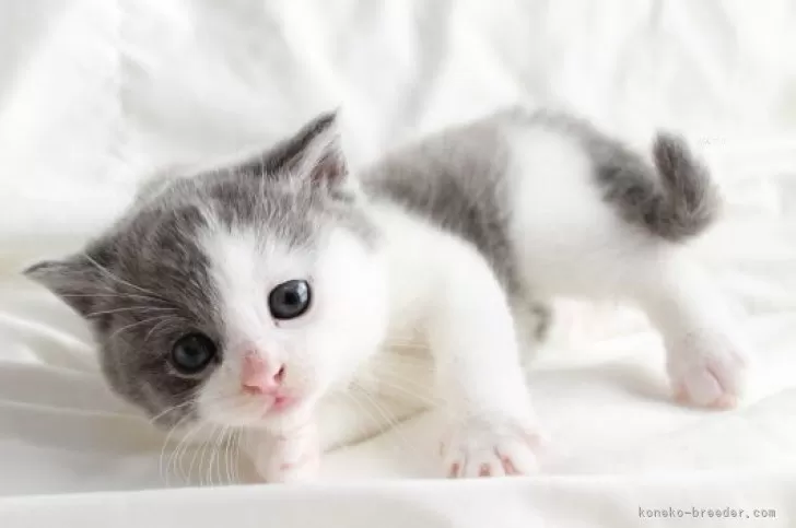 アプローズ 4lbsー150m 海ねこさん アプローズ 4lbsー150m 海ねこさん