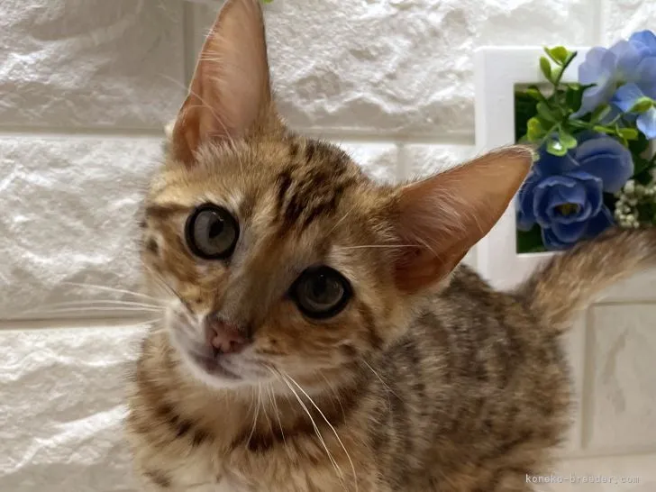 ID：2205-02310の子猫