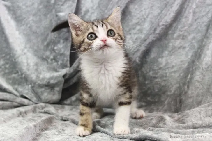 ID:2203-00810の子猫