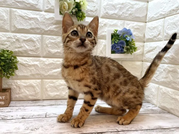 ID：2205-01882の子猫