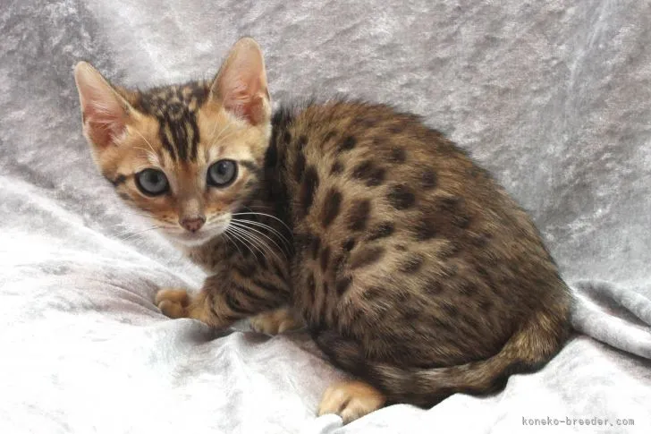 ID:2112-01755の子猫