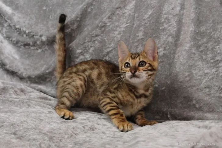 M.K 様のお迎えした子猫