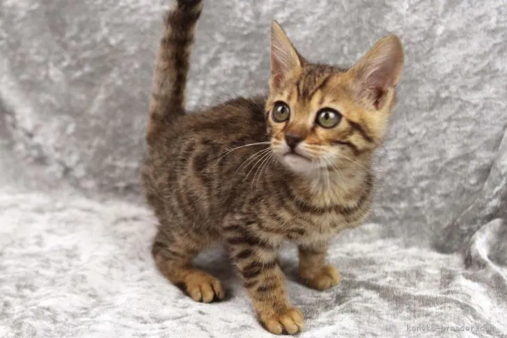 ID:2202-00548の子猫