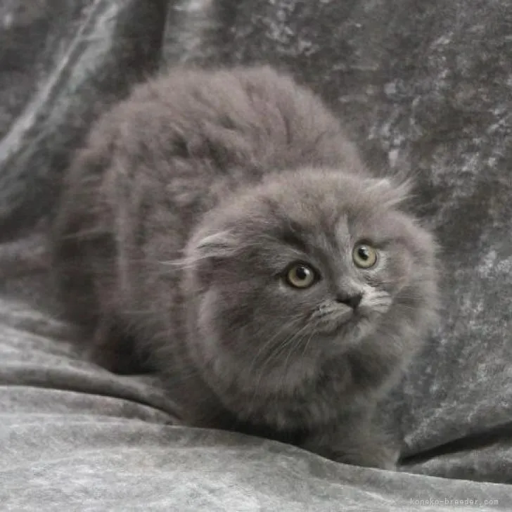 ID：2207-00871の子猫