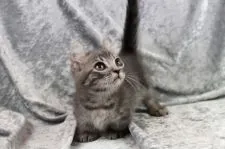 キンカロー【愛知県・男の子・2021年12月10日・ブルータビー(ショートヘアー)足短】の写真1「1/18撮影」