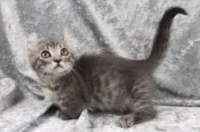 キンカロー【愛知県・男の子・2021年12月10日・ブルータビー(ショートヘアー)足短】の写真2「1/18撮影」