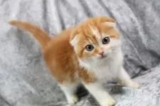 スコティッシュフォールド(折れ耳)【愛知県・女の子・2022年1月7日・レッドタビーアンドホワイト】の写真2「2/23撮影」