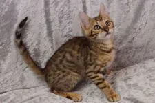 ベンガル【愛知県・男の子・2022年3月14日・ブラウンスポッテッドタビー】の写真3「5/9撮影」