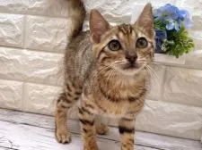 ベンガル【愛知県・女の子・2022年3月25日・ブラウンスポッティッドタビー(ロゼット)】の写真3「5/17撮影」