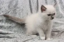 ラグドール【愛知県・男の子・2022年3月19日・ブルーポイントミテッド】の写真3「5/9撮影」