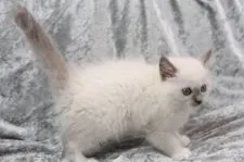 ラグドール【愛知県・男の子・2022年3月19日・ブルーポイントミテッド】の写真4「5/9撮影」