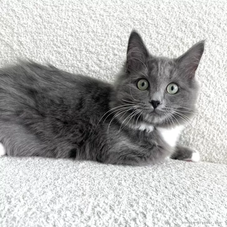 ID：2512-01736の子猫