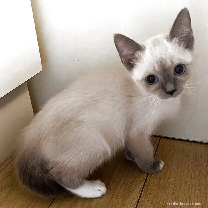 ID：2608-51573の子猫