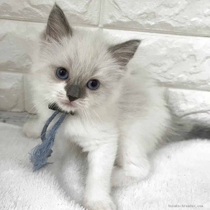 ID：2608-51348の子猫