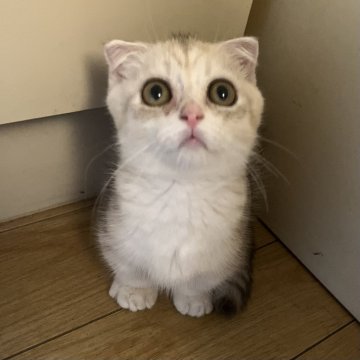 スコティッシュフォールド(折れ耳)