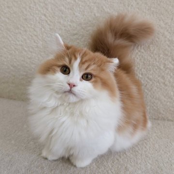 ミヌエット(短足)【愛知県・男の子・2025年7月1日・レッドタビー&ホワイト】の写真「よちよち歩いてきてくれます！」