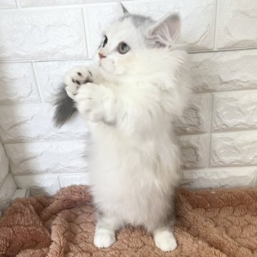 ミヌエット(短足)