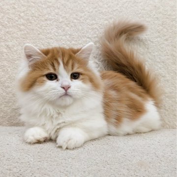 ミヌエット(短足)【愛知県・男の子・2025年7月1日・レッドタビー&ホワイト】の写真「よちよちと歩いて寄ってきます」