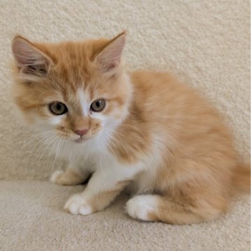 ミヌエット(長足)【愛知県・男の子・2025年8月12日・レッドタビー&ホワイト】の写真「目がきらきらのまんまるむちむちbody！」