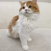 ミヌエット(長足)