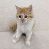 ミヌエット(長足)