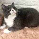 ブリティッシュショートヘア