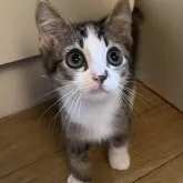 マンチカン(長足)