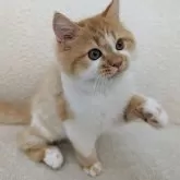 ミヌエット(長足)