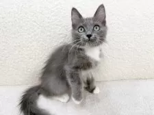 サイベリアン×ラグドール【愛知県・男の子・2025年9月30日・ブルー&ホワイト】の写真2