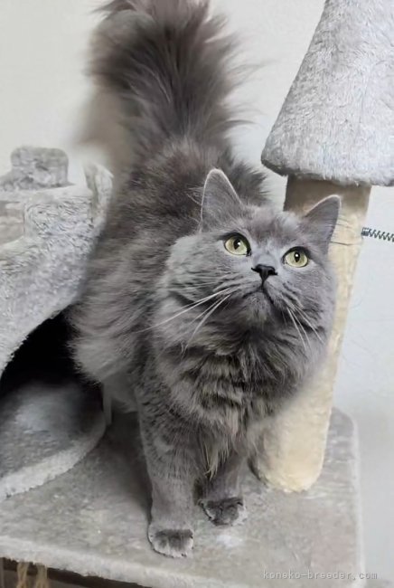 サイベリアン【・女の子・2024年2月15日・BLUE】