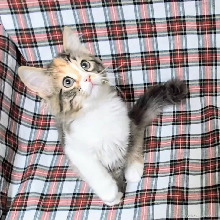 ID：2409-00772の子猫