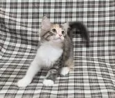 サイベリアン【兵庫県・女の子・2024年7月30日・トーティーシェル】の写真5